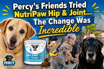 Percy the Labrador gives his friends Nutri Paw Hip & Join...