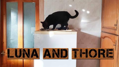 Luna, Thore And Elvis On Most Unsual Places