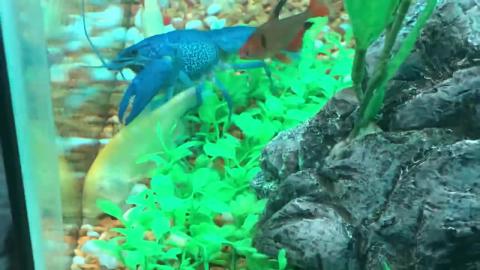 Blue lobster eating fish!!
