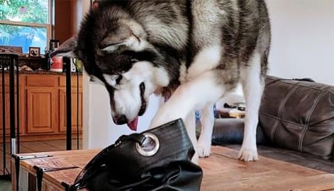 Giant Malamute Steals From Purse