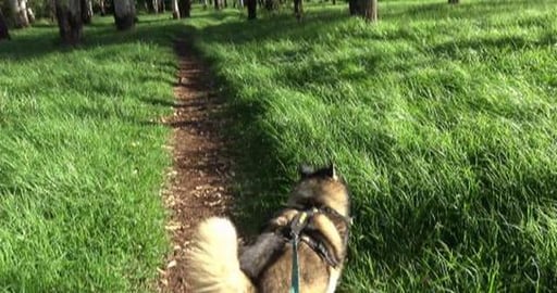 An easy walk today as Tikaani hurt her wrist chasing kang...