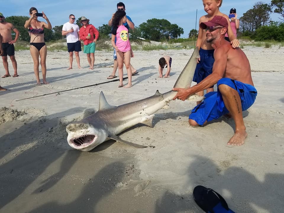 Hilton Head, Tybee ban beach fishing to stop shark attacks Hilton