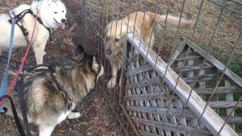 Husky & goldie friend. Plus experimenting with action cam...