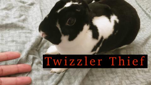 Bunny Steals Twizzlers From Human And Isn't Sorry About I...
