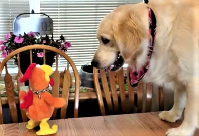 Funny Dogs Reaction To Singing Turkey!
