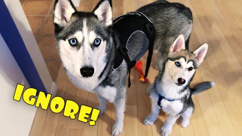 I Ignore My Huskies! | Funny Dogs Video 