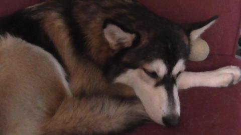Tired Malamute after evening bath for flees
