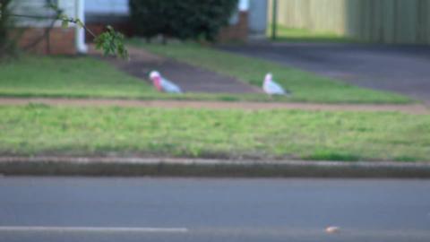 Big birdies pay us a visit, stupid Galah's