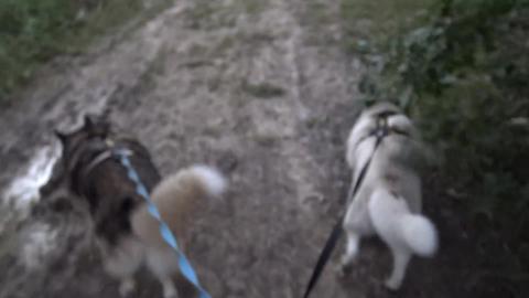 Join the Huskies and listen to the sweet birds singing