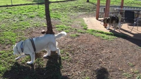 Meeting new husky friends at dog park