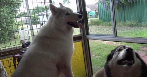Visiting Wolf's Malamute girlfriend and lots of forgotten...