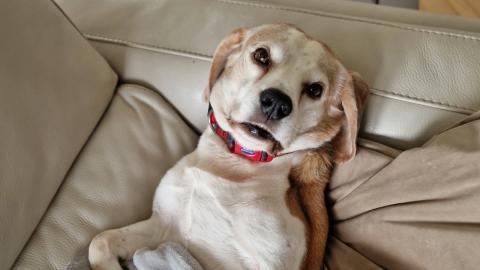 Only beagle can be exhausted after long night sleep - Sho...