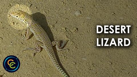 Desert Lizard