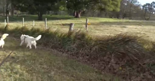 Hello Malusky boy Kato & why a Dangerous Dog?