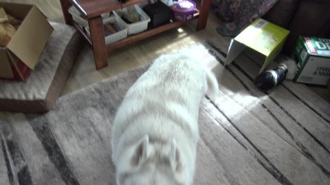 Husky supervisors Guinea Pigs during cage cleaning