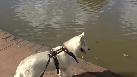 Husky really wants to say hello to ducks at the duck pond...