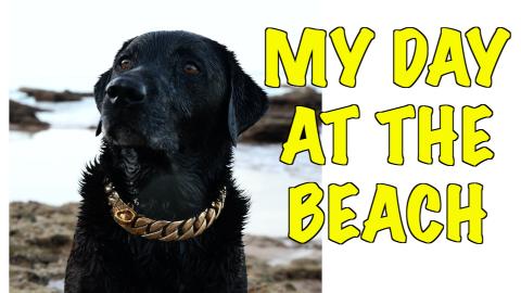 Percy the Labrador visits the Beach in Spain