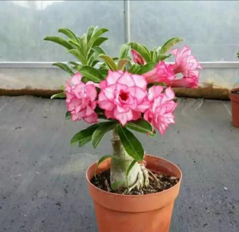 Adenium Root Training From Early Stage __ Complete Guide ...