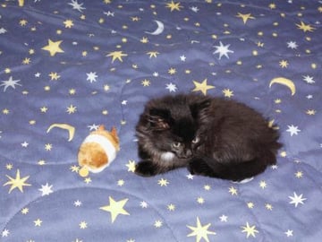 Apple Maple BBQ Sauce