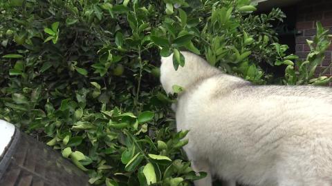 The perfect Husky chew toy. Poor camera.