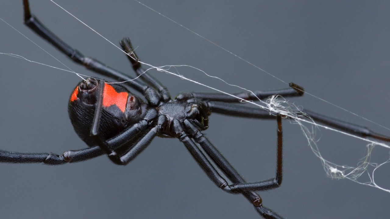 A big spider will spread in the U.S. No, it won't 'parachute.