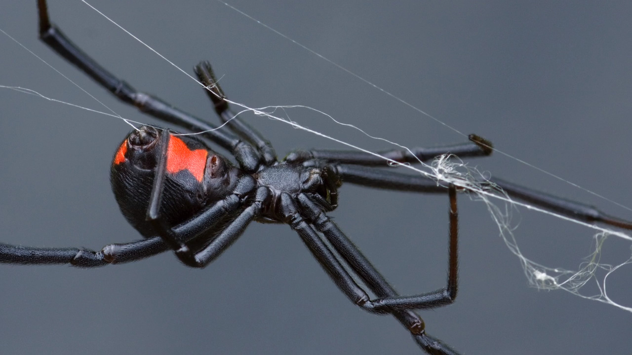 Black Widow and Recluses - Alabama Cooperative Extension System