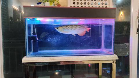 The Arowana: A Glimpse into the World of the Dragon Fish