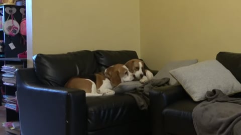 How Nap Time With Beagle Dogs Looks Like