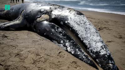 The East Coast Whale Die-Offs: Unraveling the Causes - Yale E360