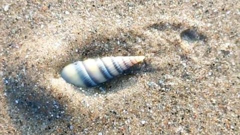 Terebridae - Auger Shells