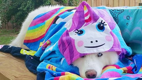 Cute Husky After A Bath In Her Unicorn Towel!