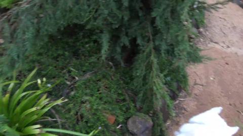 Husky's check out the garden after storm