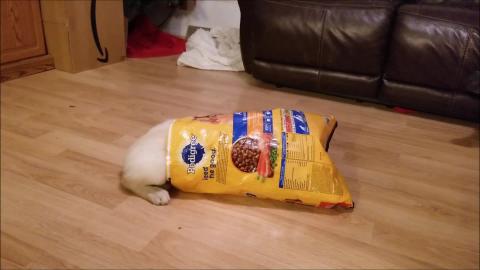 Golden Retriever Puppy Get Stuck In Dog Food Bag????