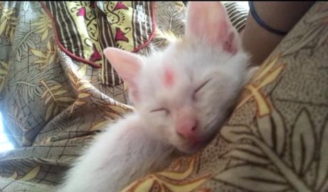 My Timmy Cat always sleepy why you know ?? {Part 5}