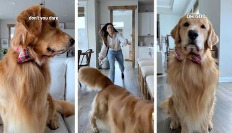 When I try to clean my dog's ears...