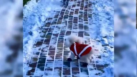 Super cute and adorable little puppy