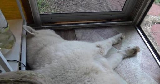 It's a hard life being a Husky or Guinea Pig around here