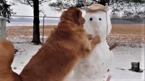 Golden Retriever Dogs Want To Knock Down Snowman!