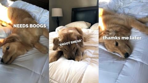 Puppy Wipes Snoot All Over My Bed!