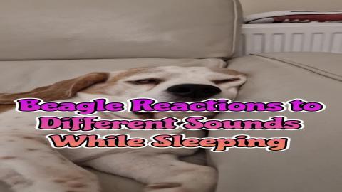 My dog reactions to different sounds while sleeping