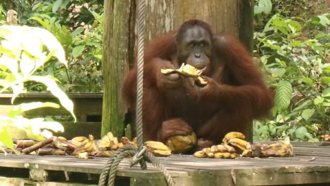 Orangutan Eats Fruit in Malaysian Jungle