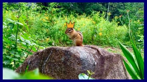 Your Majesty is Served / The Adventures of Steve the Chip...