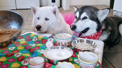 Husky & Malamute Baking Valentine Oatmeal Cookies