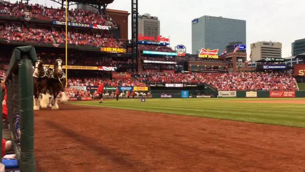 Whitey Herzog, a member of the National Baseball Hall of Fame and former  manager of the St. Louis Cardinals enters Busch Stadium in a convertable as  the 1982 Cardinals team is introduced