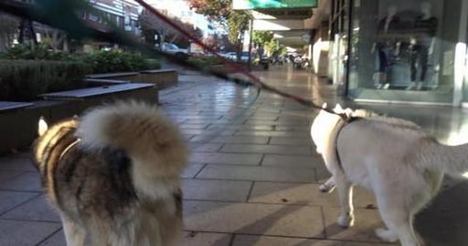 Malamute takes Husky & dad for a walk around town center