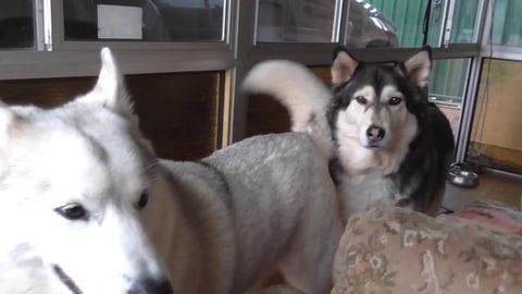 Husky boy argues over diner time & husky girl tried to ma...