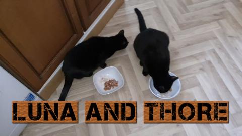 Feeding Time For Luna And Thore And Other 2 Guests Elvis,...