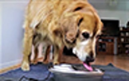 Dogs Review & React To A Water Fountain By Wopet!