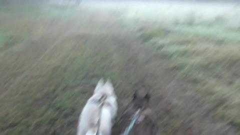 Working off a lazy Saturday with a Malamute & Husky