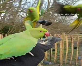 93767368_230532014703446_1158568009748964551_n